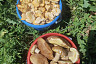 Саратовцы собирают лисички ящиками и ведрами